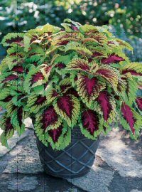 King Coleus