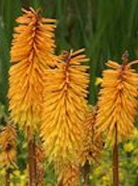 Kniphofia / Red Hot Poker