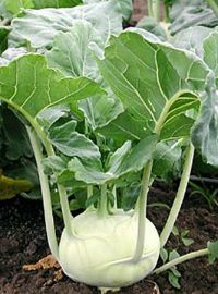 Kohlrabi