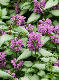 Lamium maculatum