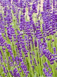 Lavender