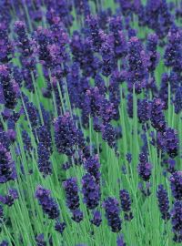 Lavender Munstead