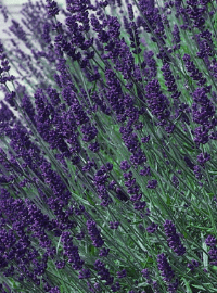 Lavandula a. Hidcote Blue