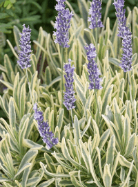 Lavandula Platinum Blonde