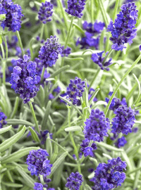 Lavandula Sweet Romance