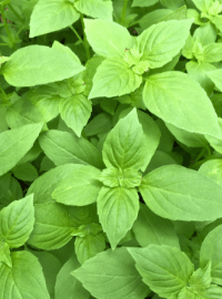 Lemon Basil