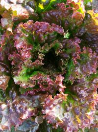 Red Sails Leaf Lettuce