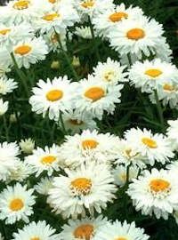 Leucanthemum / Shasta Daisy