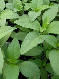 Lime Basil