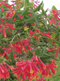 Lonicera sempervirens Major Wheeler