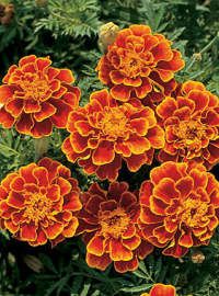 Marigold