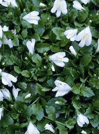 Mazus reptans