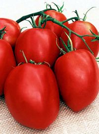 Amish Paste Tomato