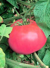 Red Brandywine' Heirloom Tomato