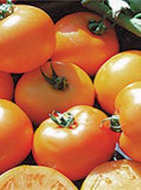 Carolina Gold Tomato