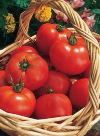 Early Girl Hybrid Tomato