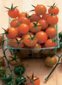 Sun Gold Tomato