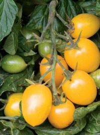 Yellow Roma Tomato