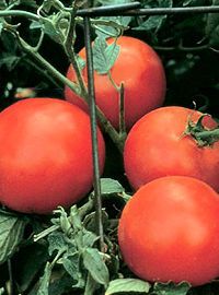 tomato tomatoes hybrid celebrity