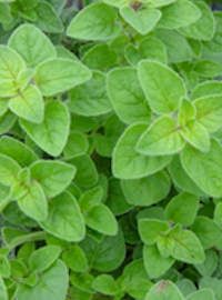 Oregano