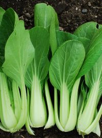 Pak Choi