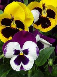 Pansy