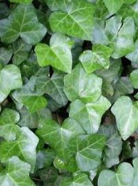 Hedera helix