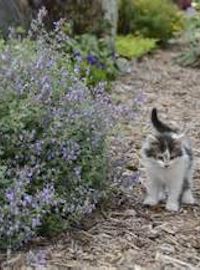 Nepeta  f. Cat's Meow