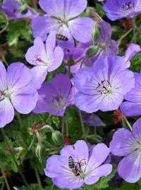 Geranium x. Rozanne