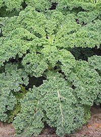 Kale