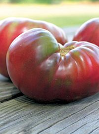 Cherokee Purple Tomato