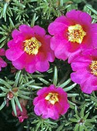 Portulaca