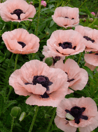 Papaver o. Princess Victoria Louise