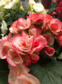 Reigor Begonia