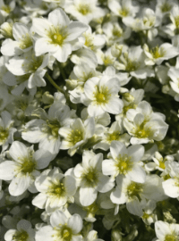 Saxifrage