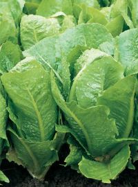 Romaine Lettuce - Green Towers