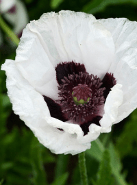 Papaver o. Royal Wedding