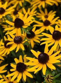 Rudbeckia fulgida Goldstrum