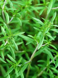 Summer Savory