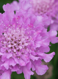 Scabiosa c. Flutter Rose Pink