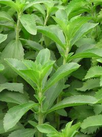 Stevia