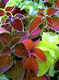 Sun Coleus