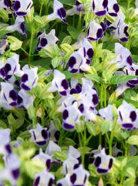 Torenia Clown