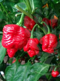 Trinidad Scorpion 