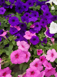 Petunias (Wave)