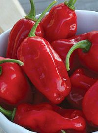 Zavory Hot Pepper