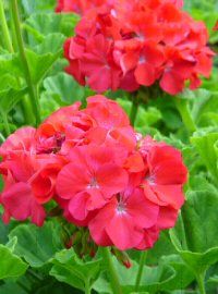 Zonal Geraniums