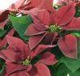 burgundy-poinsettia-s