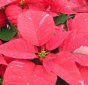 jinglebell-poinsettia-s