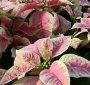 marble-poinsettia-s